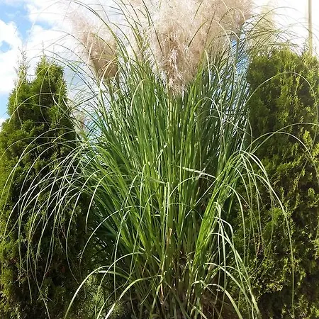 Aparthotel Sorrento Sole Mare 3*